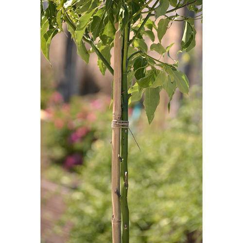 BAMBOO STICK 2.5 (feet)